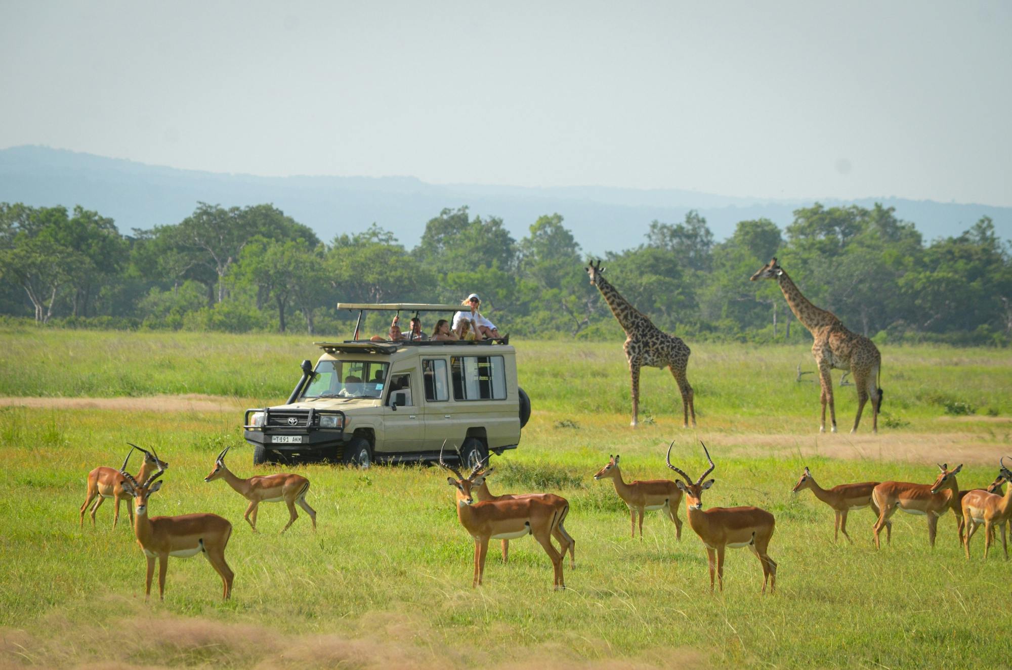 Mikumi-National-park
