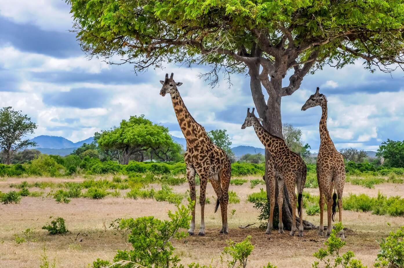 Visit-Mikumi-National-Park