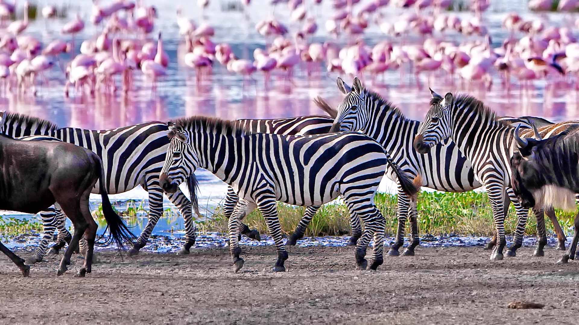 lake-manyara-1-day-trip